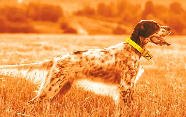 Midland BEEPER ONE GPS Localizador y rastreo GPS para perros